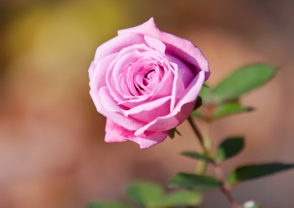 image photo