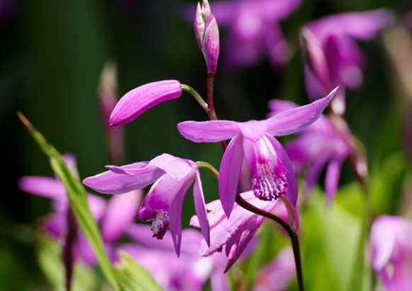 image photo