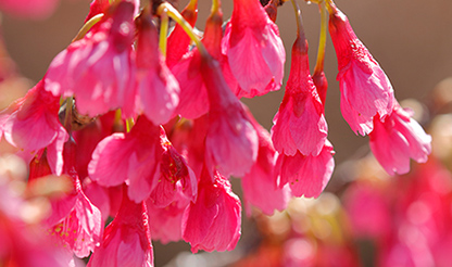 寒緋桜