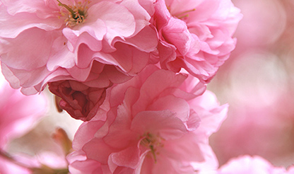 八重桜