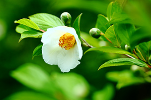 imageb photo